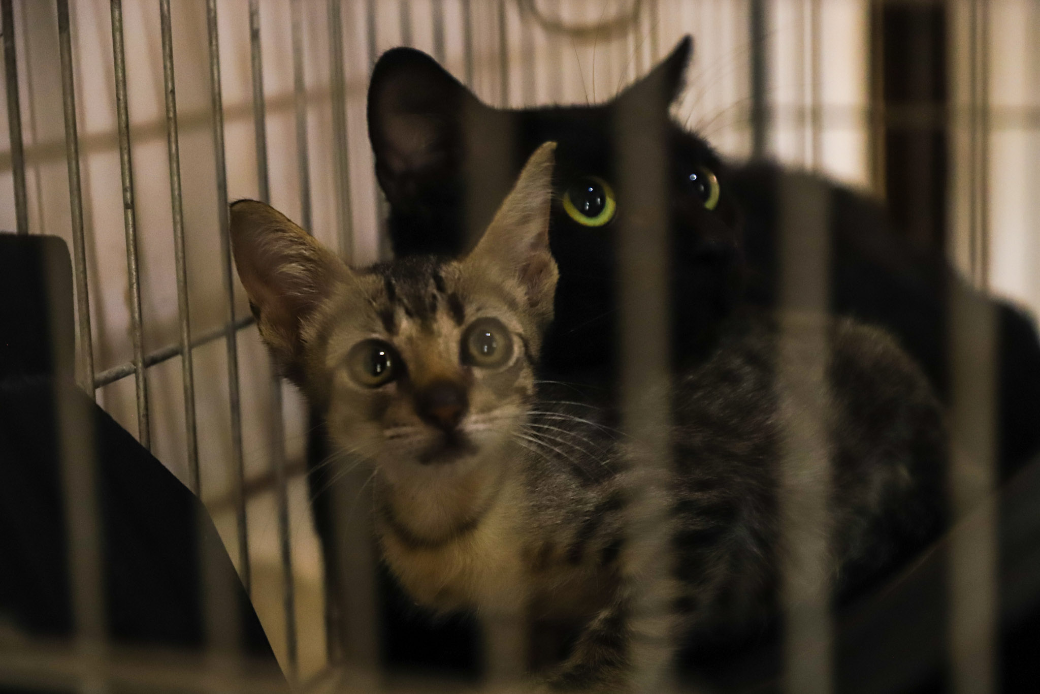 Matheus Guimarães Secom/Vg