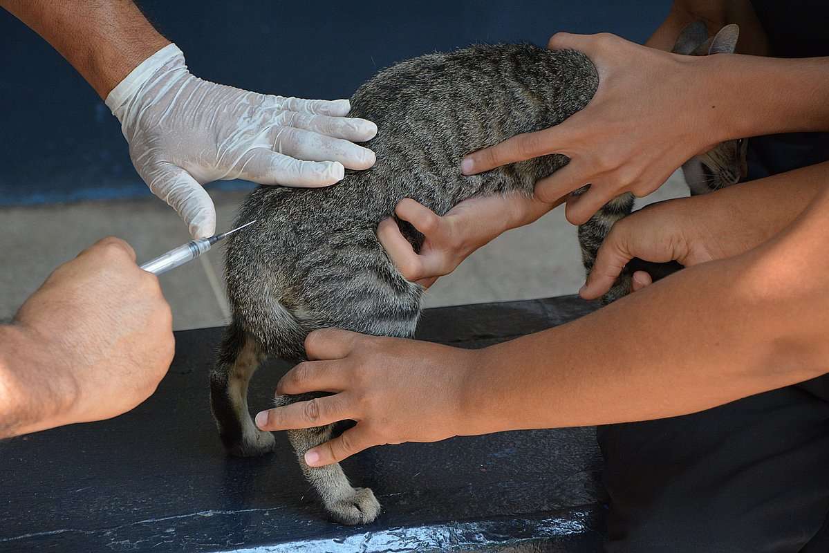 Mordida de cachorro: saiba quando é necessário tomar vacina antirrábica