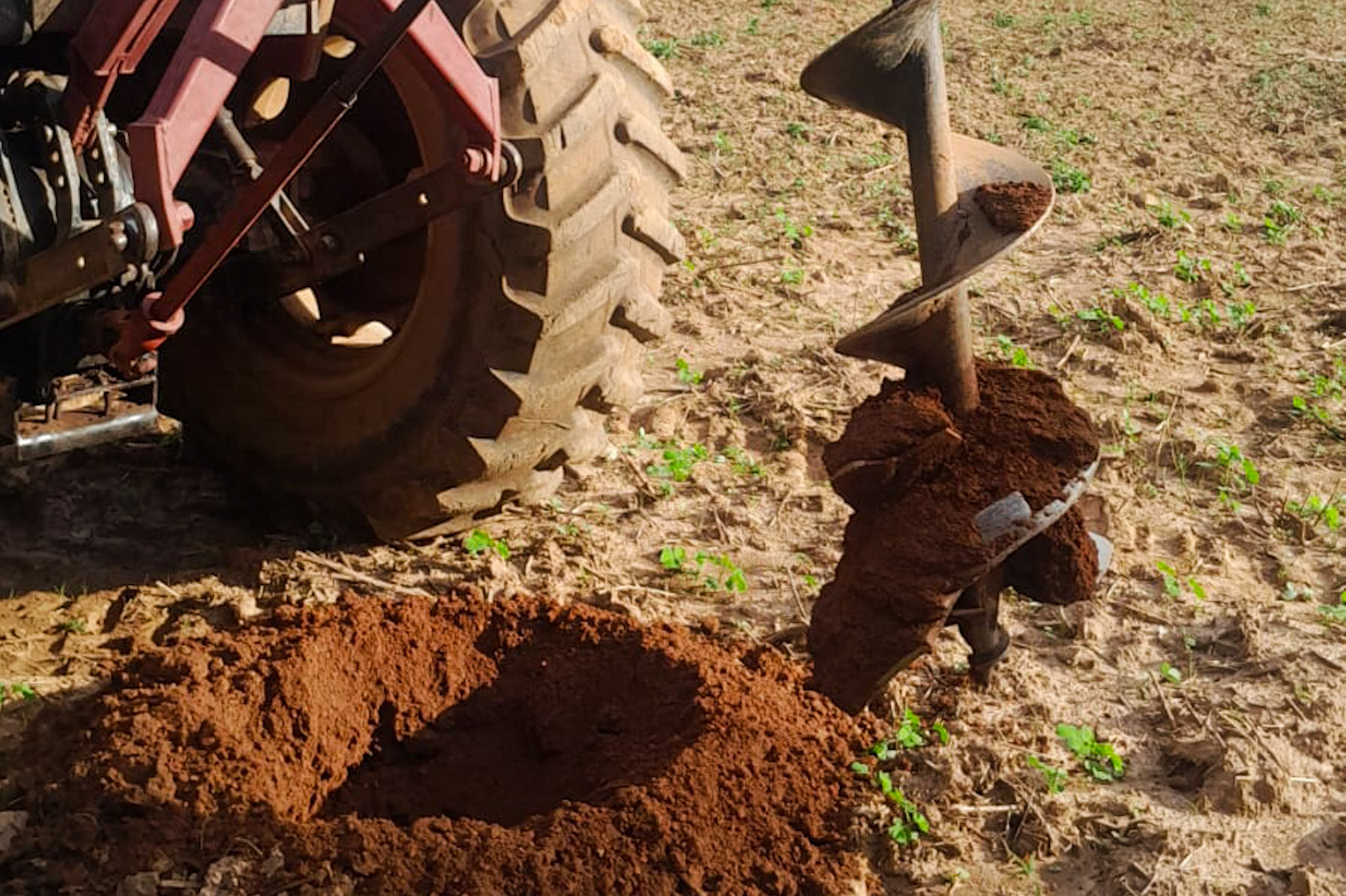 Produtora investe no cultivo de banana-da-terra anã com apoio técnico e mecanização em Várzea Grande