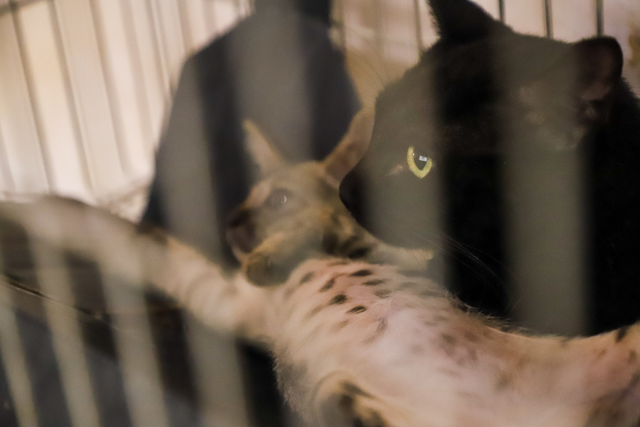 Matheus Guimarães Secom/Vg